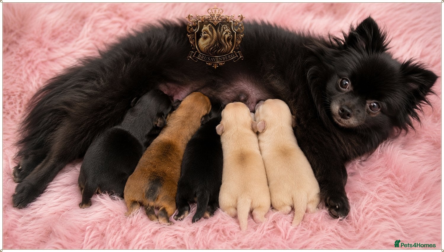 Pomeranian dogs SHORT MUZZLE MINIATURE POMERANIAN PUPPIES - Advert 10