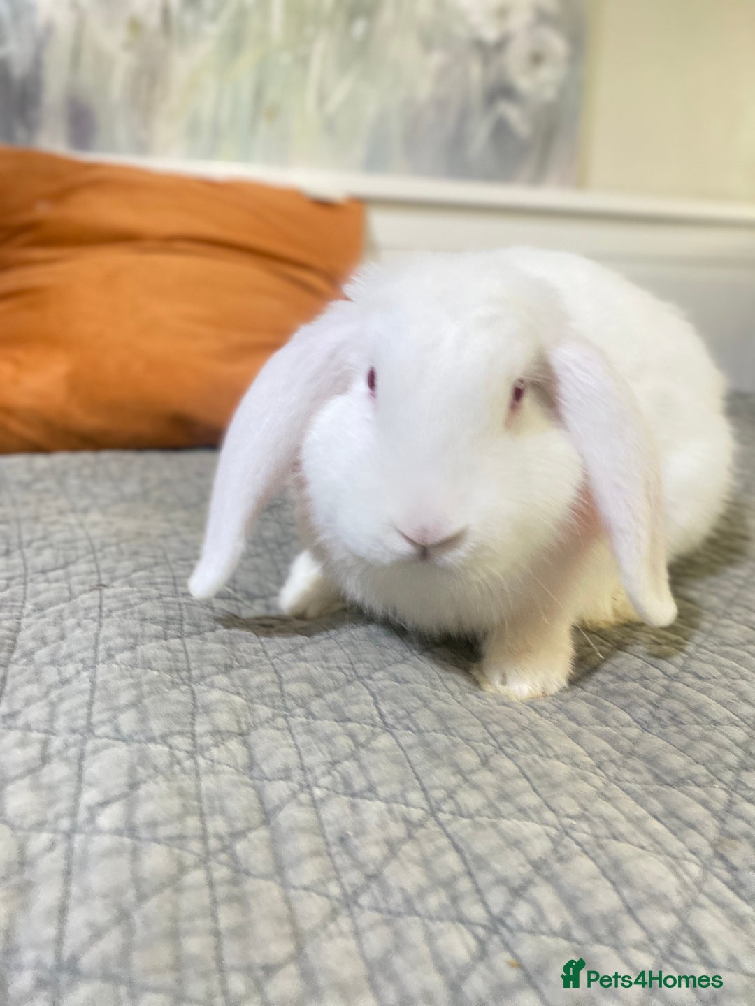 Mixed Breed rabbits for sale: Bunnies in Cheddar - Image 2