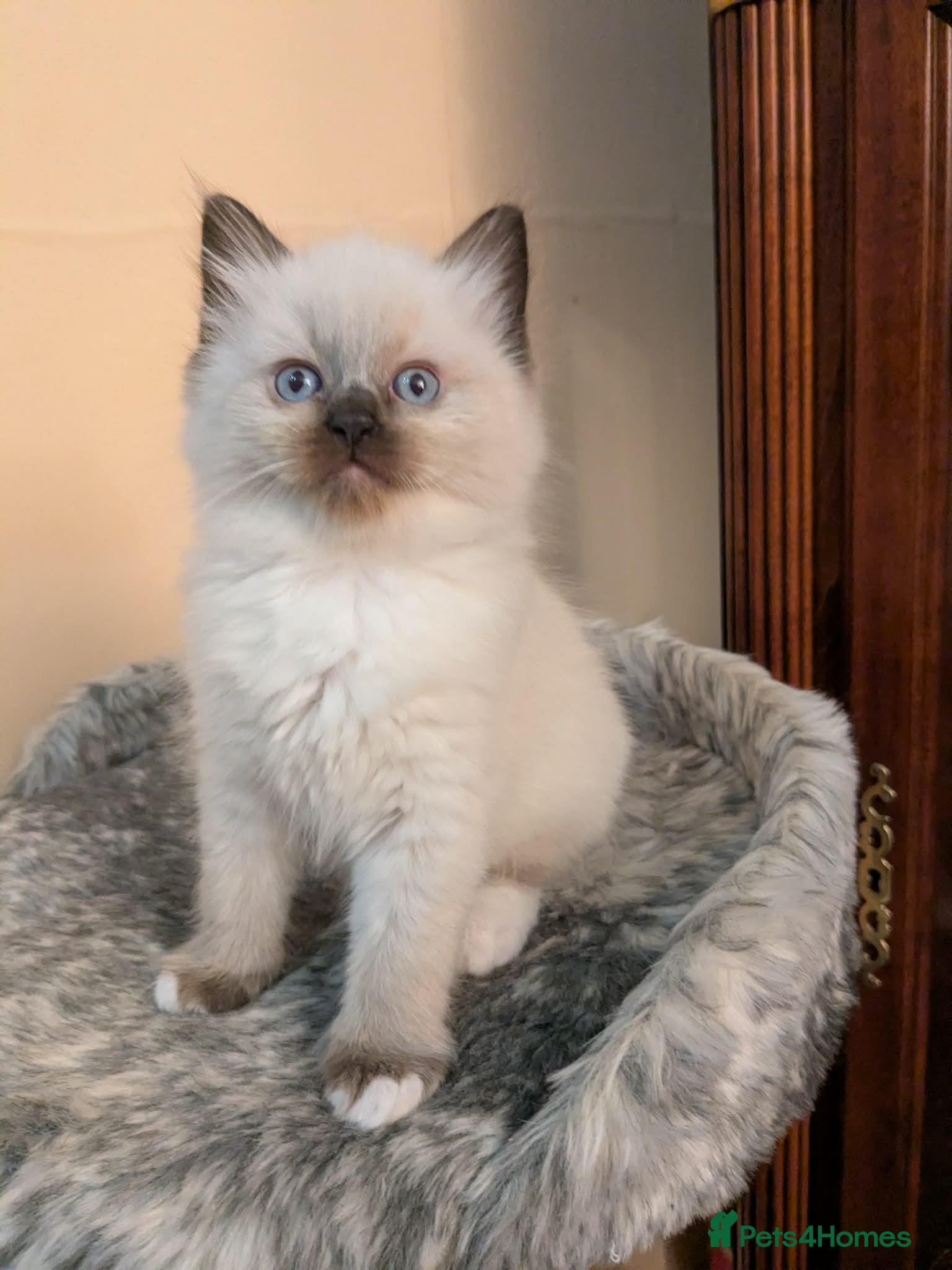 Ragdoll cats Adorable, funny, loving kittens - Advert 6