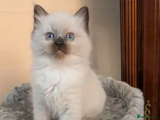 Ragdoll cats Adorable, funny, loving kittens - Advert 6