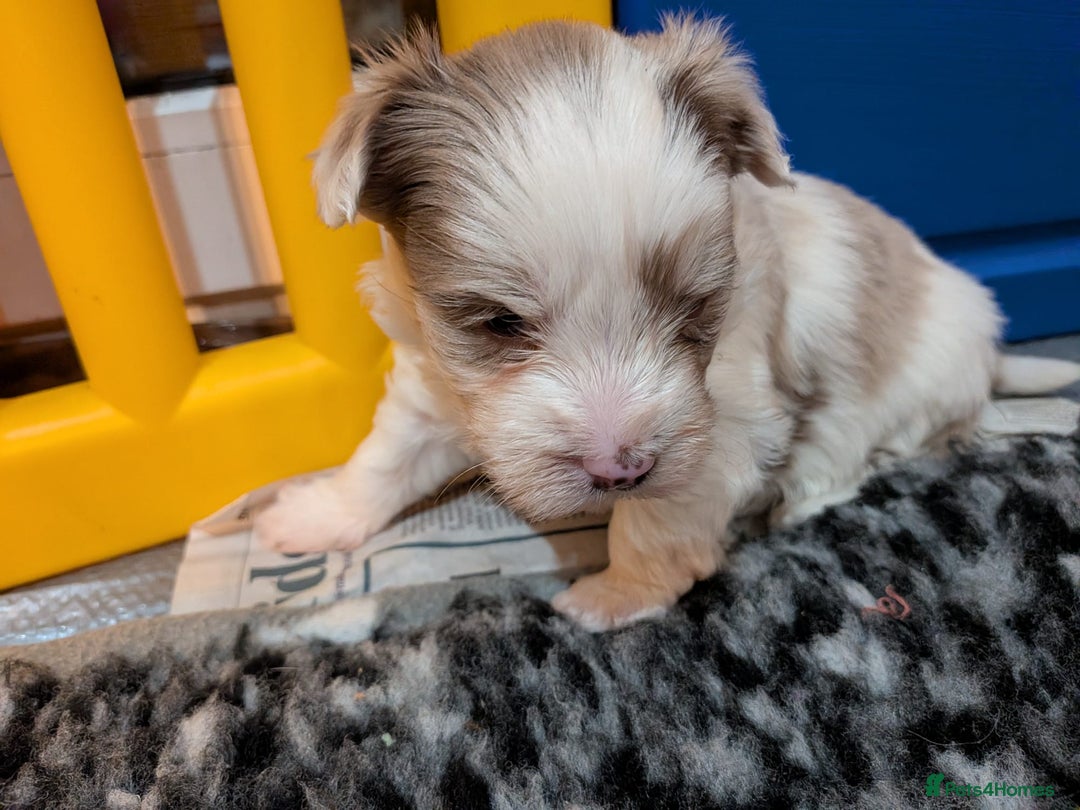 Biewer Terrier dogs for adoption: ❤️🐶 Sweet Pups Looking forResponsible Homes 🐶❤️ - Advert 15