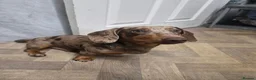 Miniature Dachshund dogs for sale: Miniature dachshund daple colouring - Advert 6