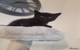 Mixed Breed cats for sale: Mixed British blue kittens  - Image 16