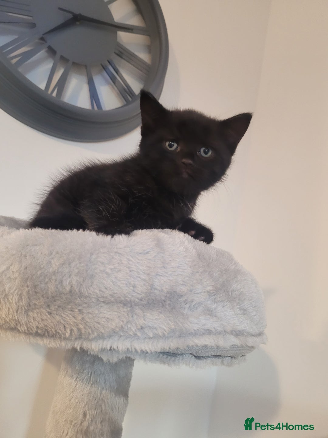 Mixed Breed cats for sale: Mixed British blue kittens  - Image 16