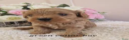 Cavapoochon dogs for sale: Beautiful cavapoochon puppies  - Advert 9