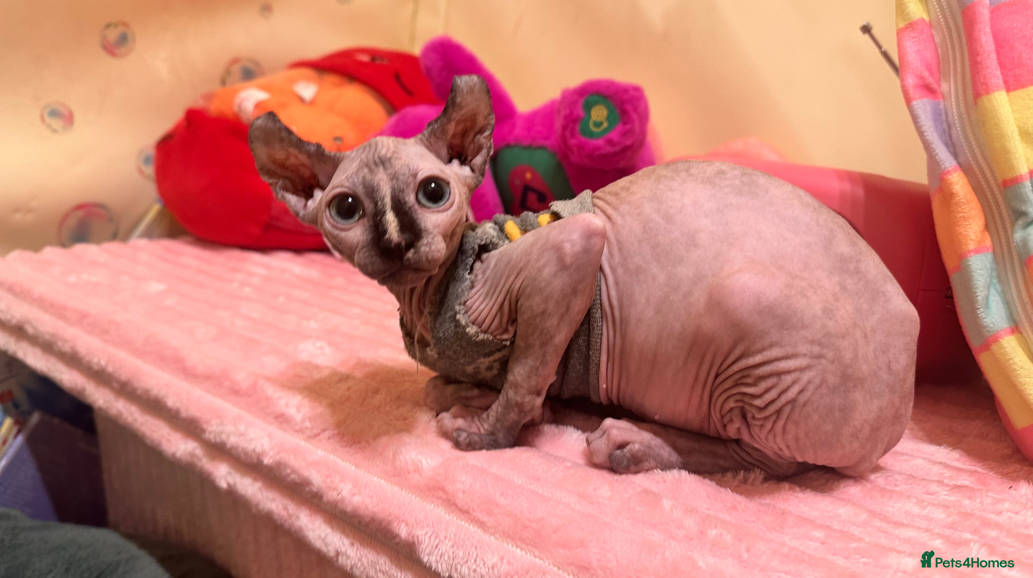 Sphynx cats ✨3 adorable Sphynx seeking loving homes✨ - Advert 6