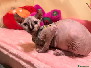 Sphynx cats ✨3 adorable Sphynx seeking loving homes✨ - Advert 6