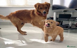 Golden Retriever dogs for sale: Litter of 8 (2 males & 2 females available) - Image 12