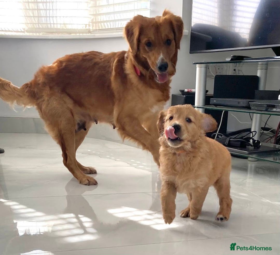 Golden Retriever dogs for sale: Litter of 8 (2 males & 2 females available) - Image 12