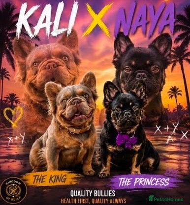 French Bulldog dogs LITTLE LUXURY PUPPIES! BEAUTIFUL FLUFFY FRENCHIES  - Advert 1