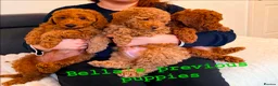 Miniature Poodle dogs for sale: Kc gorgeous red mini Poodle 5 gen pedigree  - Advert 2