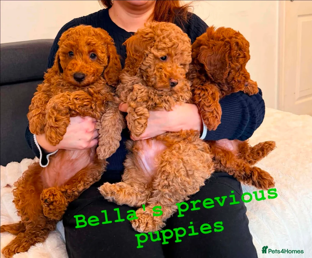 Miniature Poodle dogs for sale: Kc gorgeous red mini Poodle 5 gen pedigree  - Advert 2