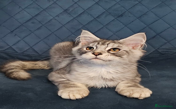 Maine Coon cats - Advert 1