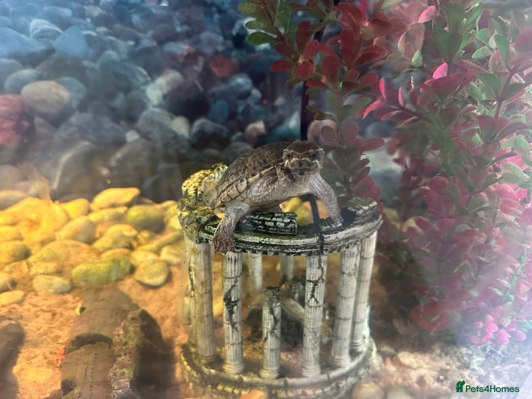 Turtle reptiles for sale: Musk Turtle - 18 months  - Image 2