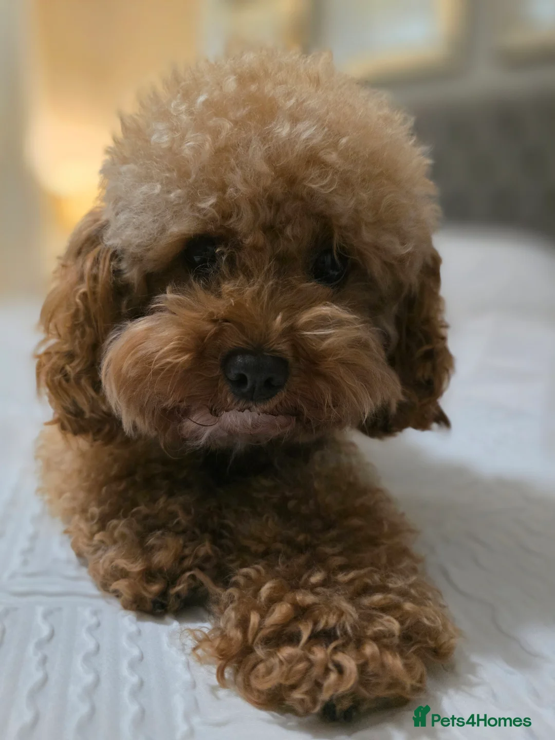 Cavapoo dogs for sale: Small F2 Cavapoo Puppies – Family Raised - Advert 34