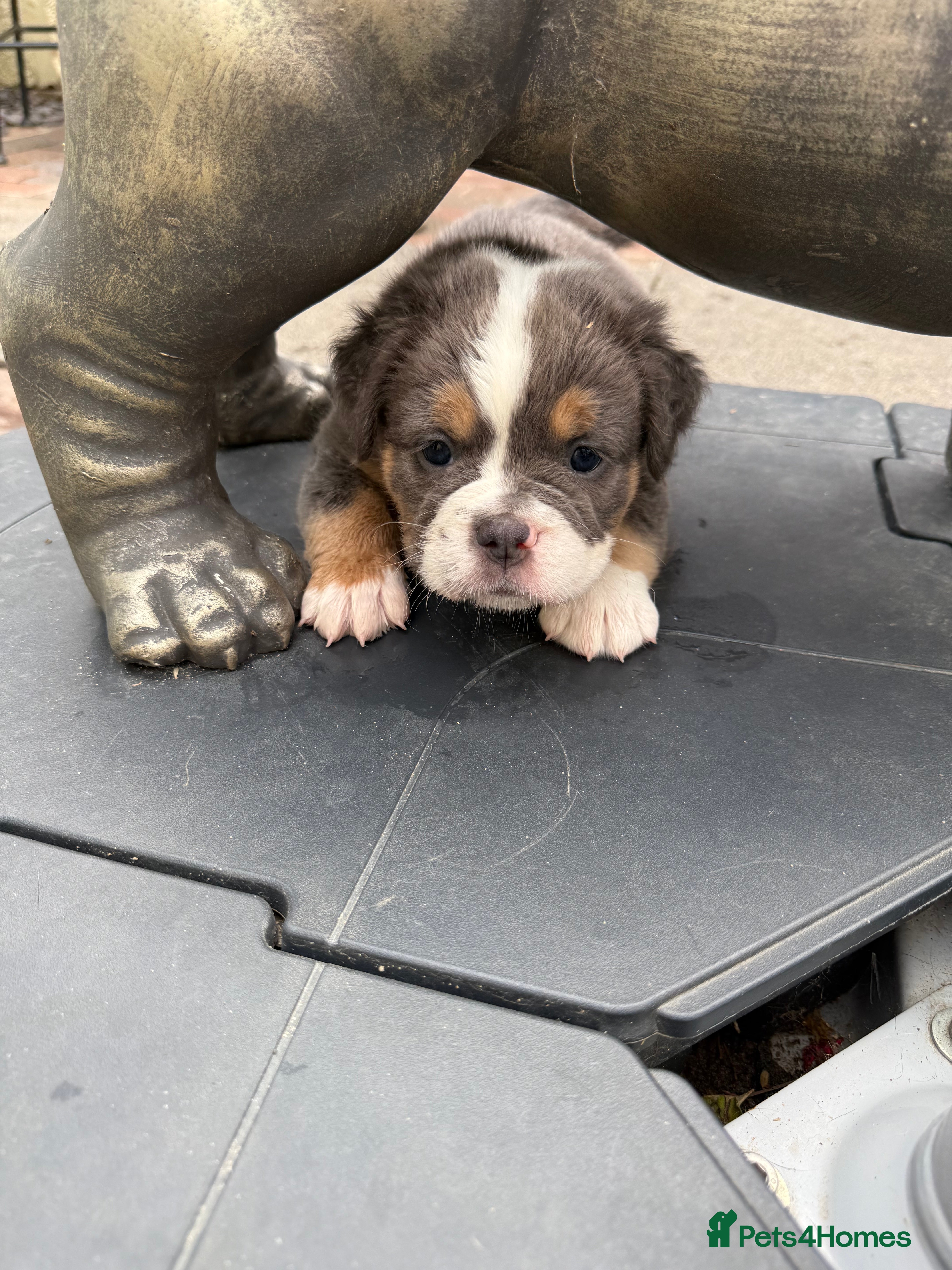 Olde English Bulldogge dogs Olde English Bulldogge, Mix Colours & Fluffy Gene - Advert 2