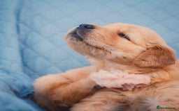 Golden Retriever dogs for sale: Golden Retriever Puppies KC Dad  - Image 26