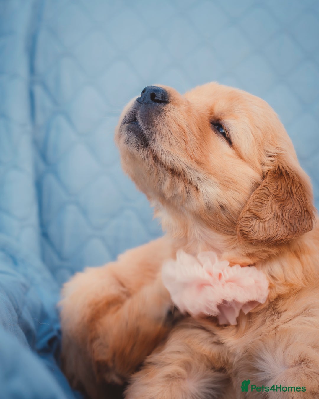 Golden Retriever dogs for sale: Golden Retriever Puppies KC Dad  - Image 26