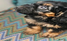 Cockapoo dogs for sale: The best cockapoos - Image 33