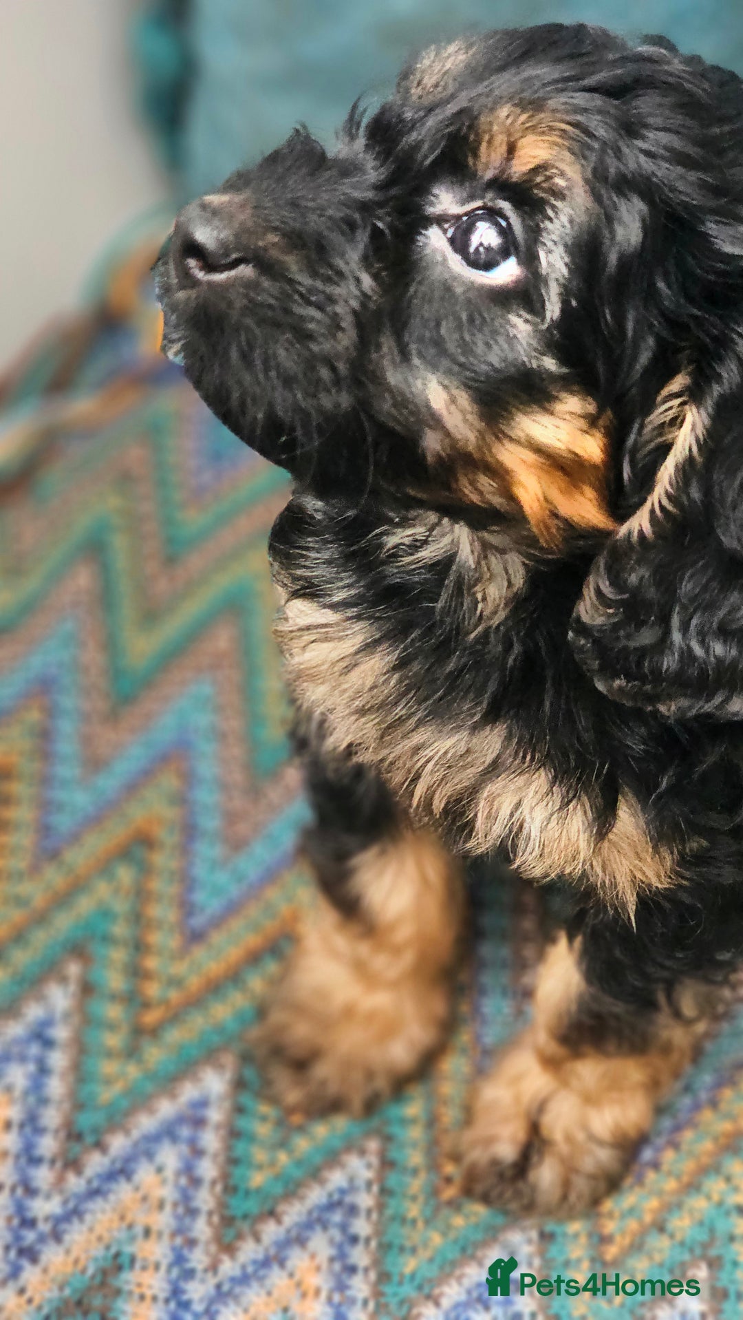 Cockapoo dogs for sale: The best cockapoos - Image 33