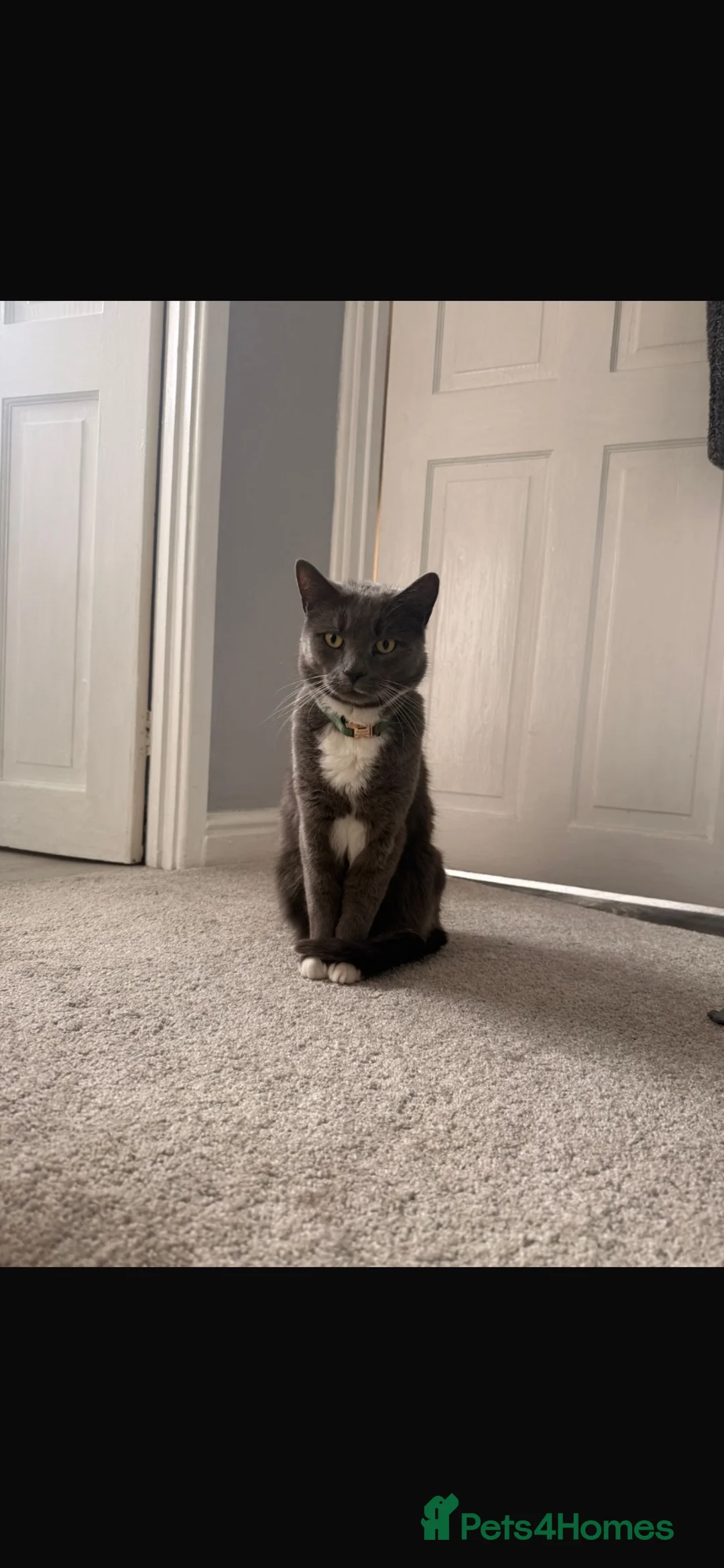 Russian Blue cats for sale: Byron  in Birmingham - Advert 2