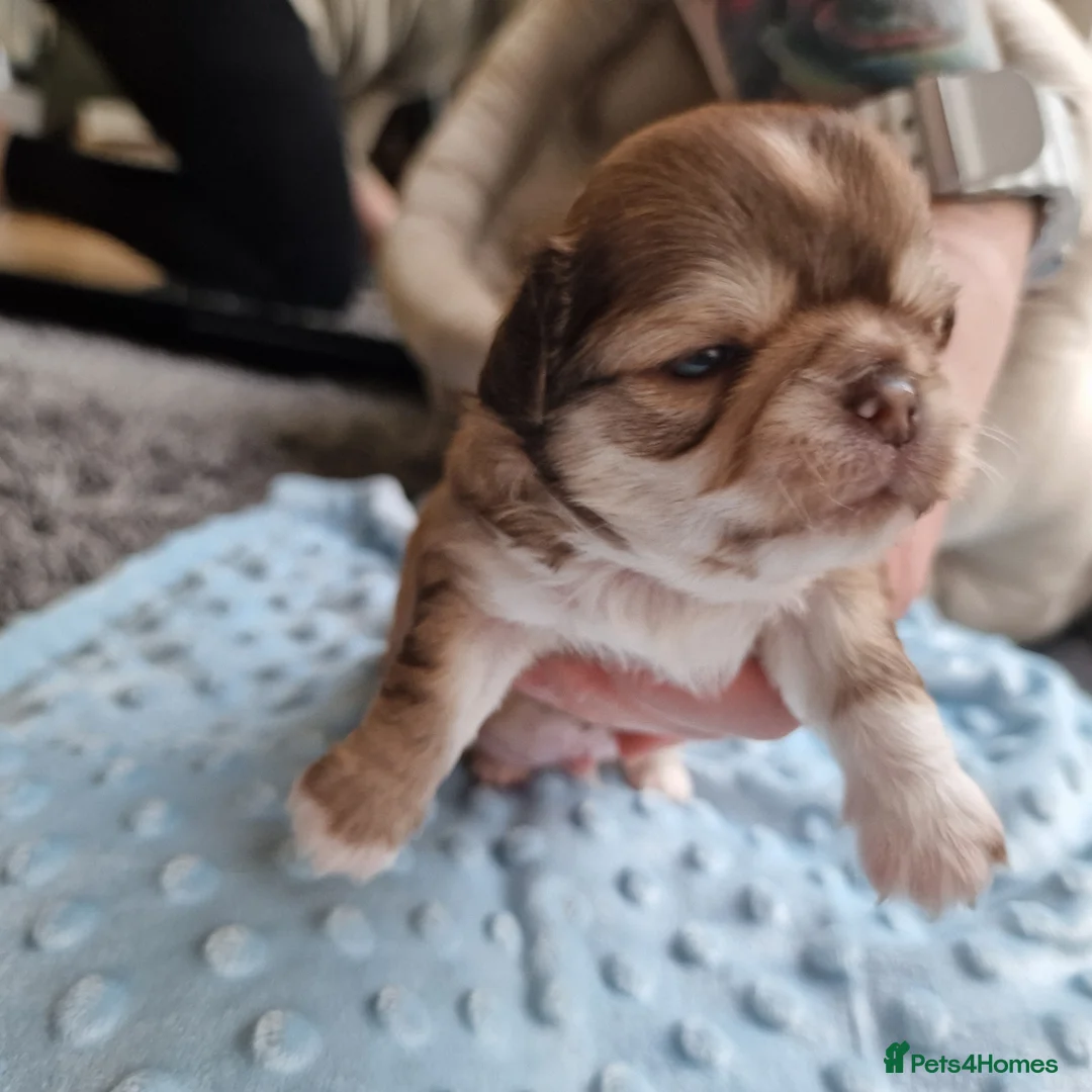 Chihuahua dogs for sale: Beautiful Chihuahua Puppies  - Advert 10