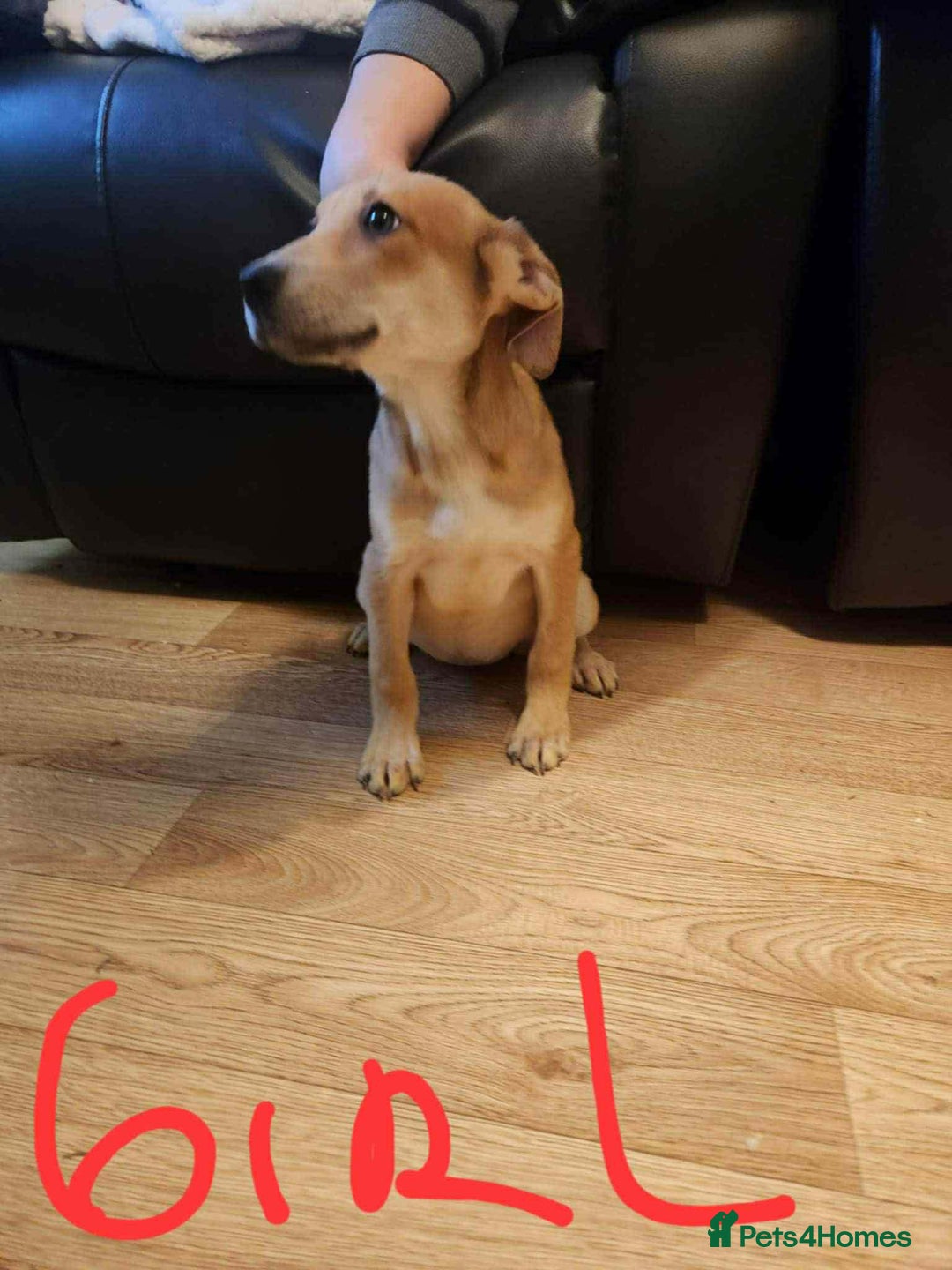 Mixed Breed dogs for sale: Staffy x German shepherd  - Advert 2