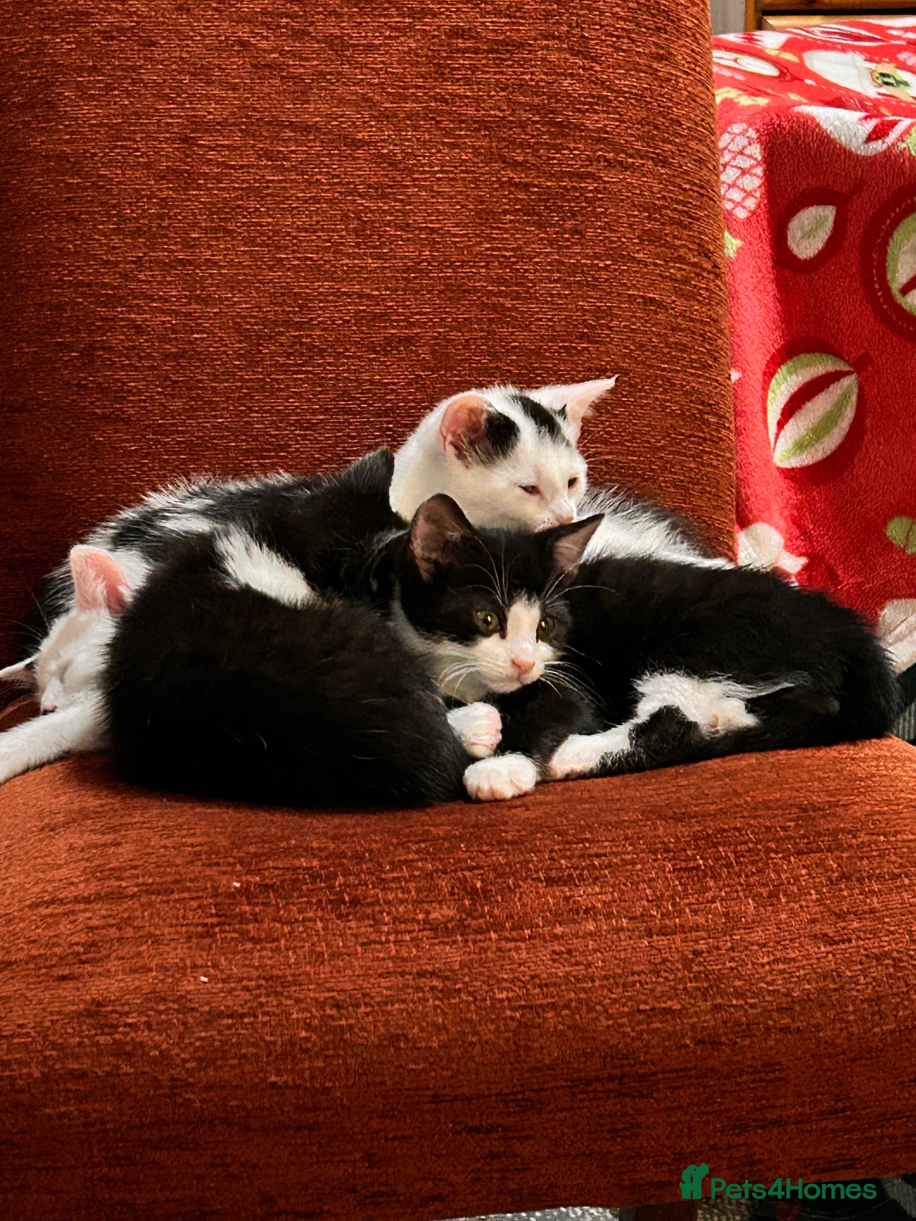 Mixed Breed cats Kittens are looking for a home  - Advert 2