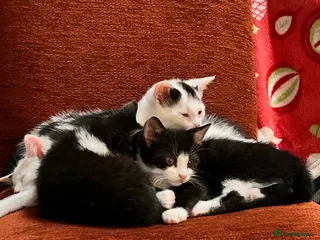 Mixed Breed cats Kittens are looking for a home - Advert 2