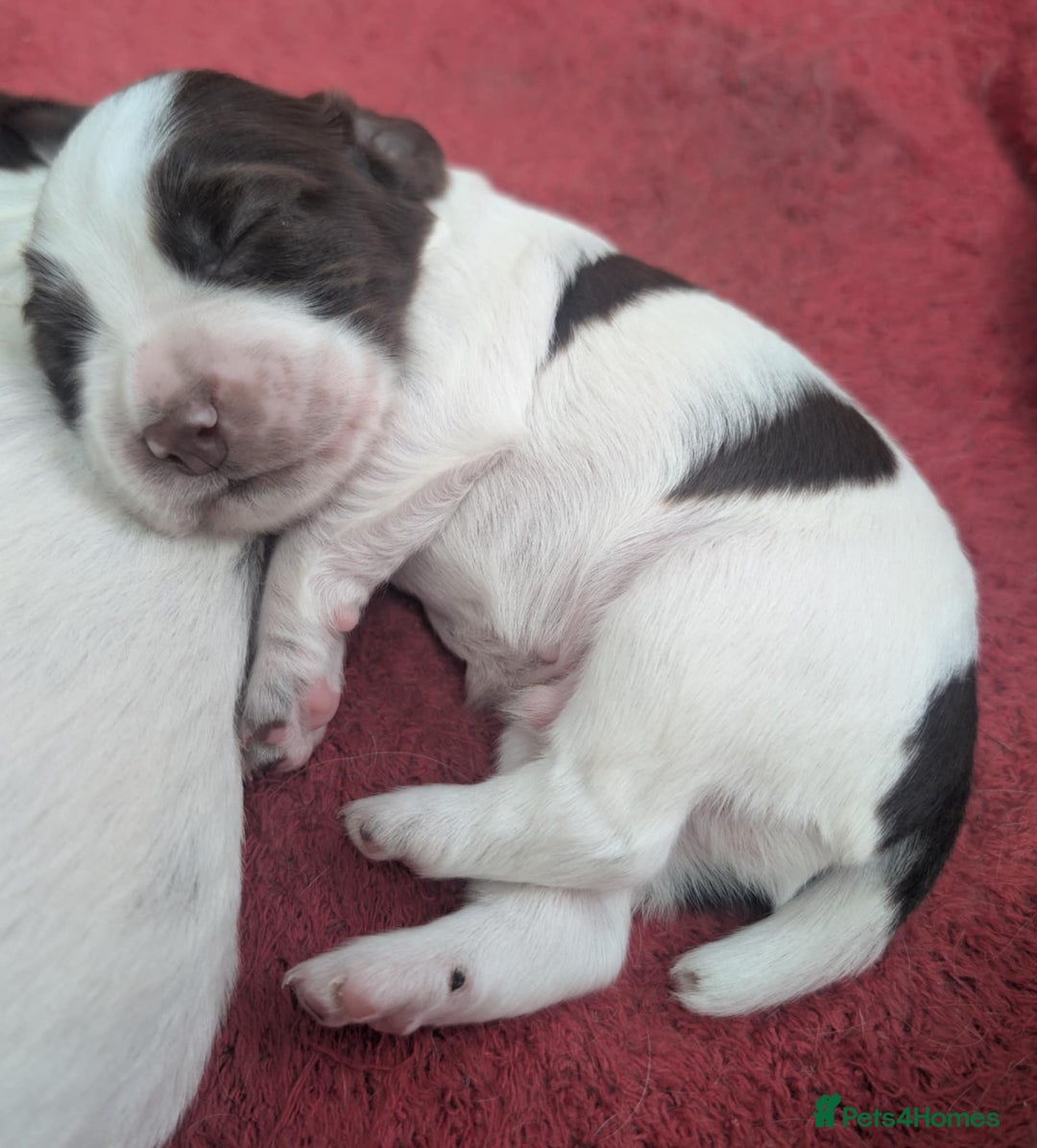 Cocker Spaniel dogs for sale: 2 x BOYS - KC Reg Working Cocker Spaniels - Image 7