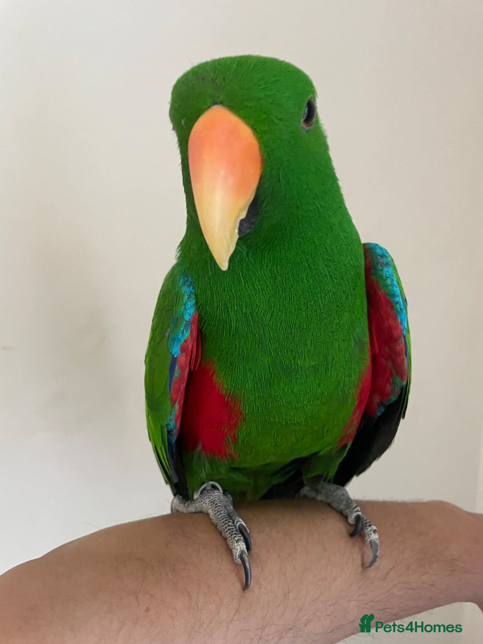 Parrots birds Hand tame eclectus parrot  - Advert 16