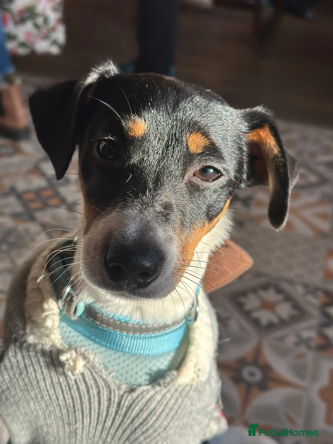 Jack Russell dogs for sale: Jack Russel called Roxy  - Advert 9