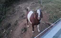 Goats livestock for sale: Pedigree Proven Boer Buck - Image 2