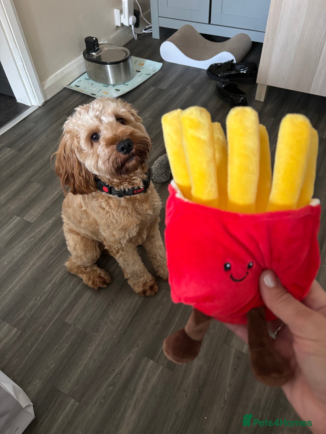 Cockapoo dogs for stud: F1 Cockapoo Milo for stud - Image 5