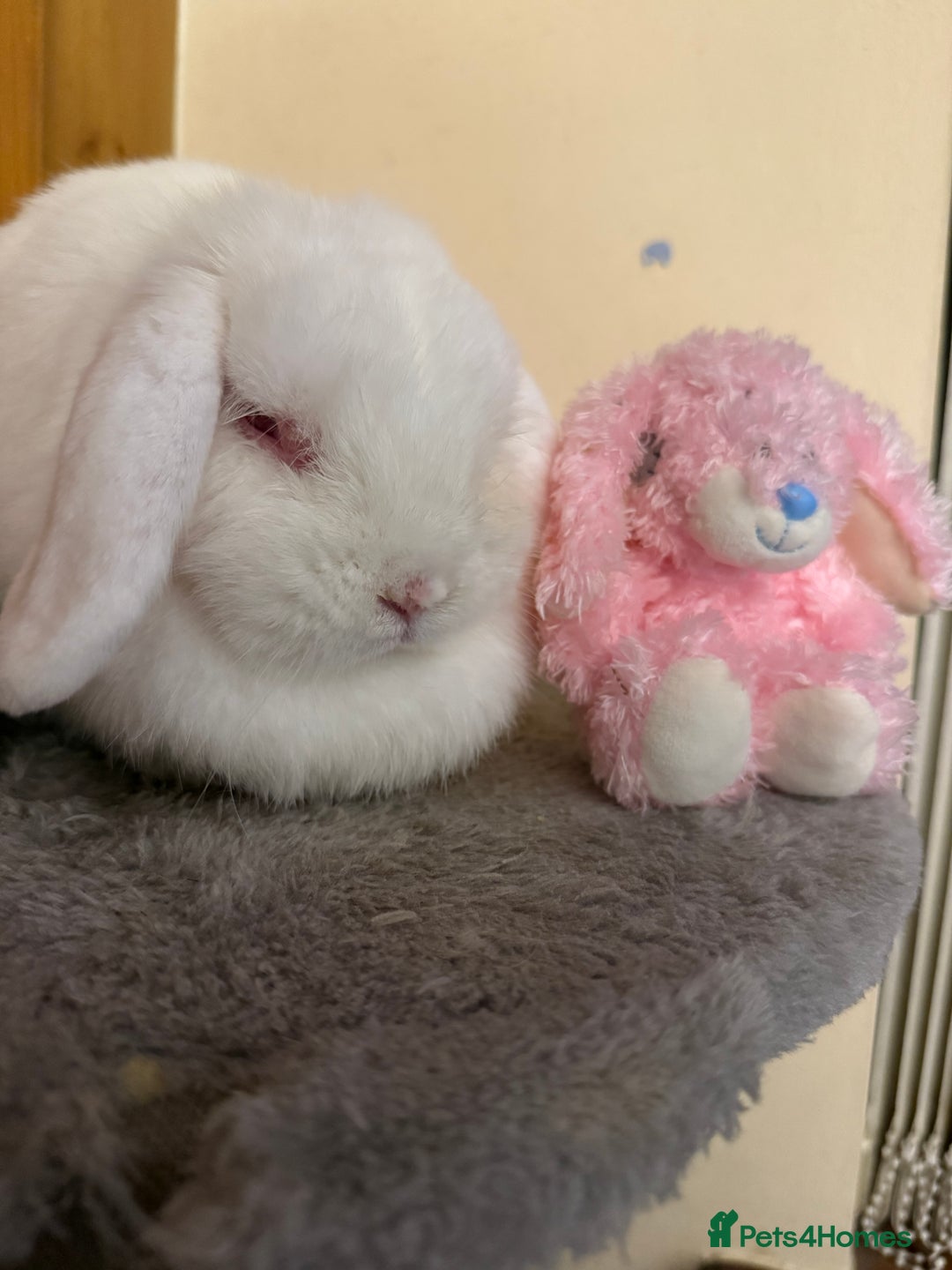 Mini Lop rabbits for sale: Cute, friendly white female mini lop bunny  - Advert 12