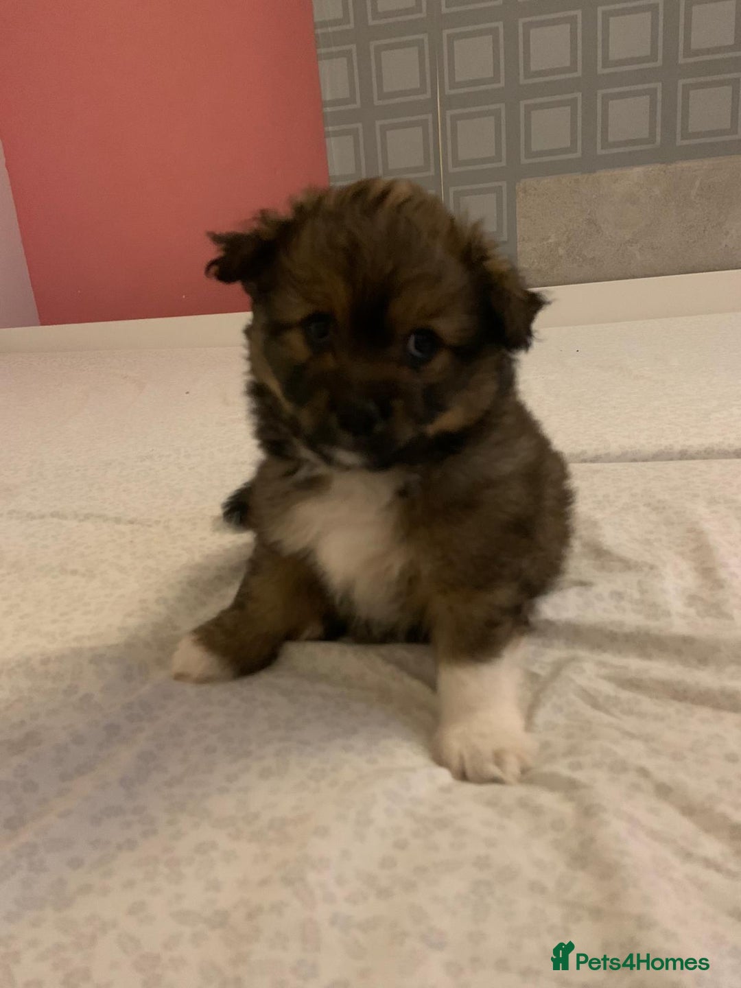 Mixed Breed dogs for sale: Puppy  - Advert 10