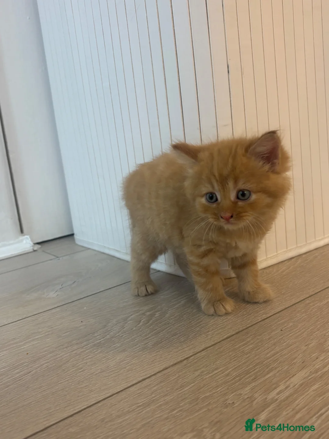 British Shorthair cats for sale: Gorgeous ginger boy kitten looking for a new home  - Advert 2