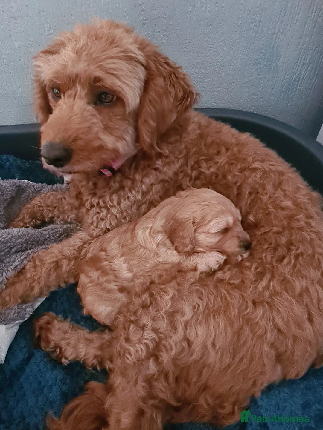 Mixed Breed dogs for sale: Beautiful puppy - Advert 1