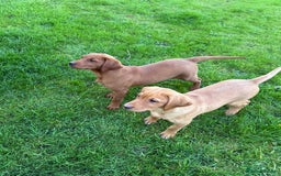 Labrador Retriever dogs for sale: Fox Red /  Mahogany Labradors  - Image 2