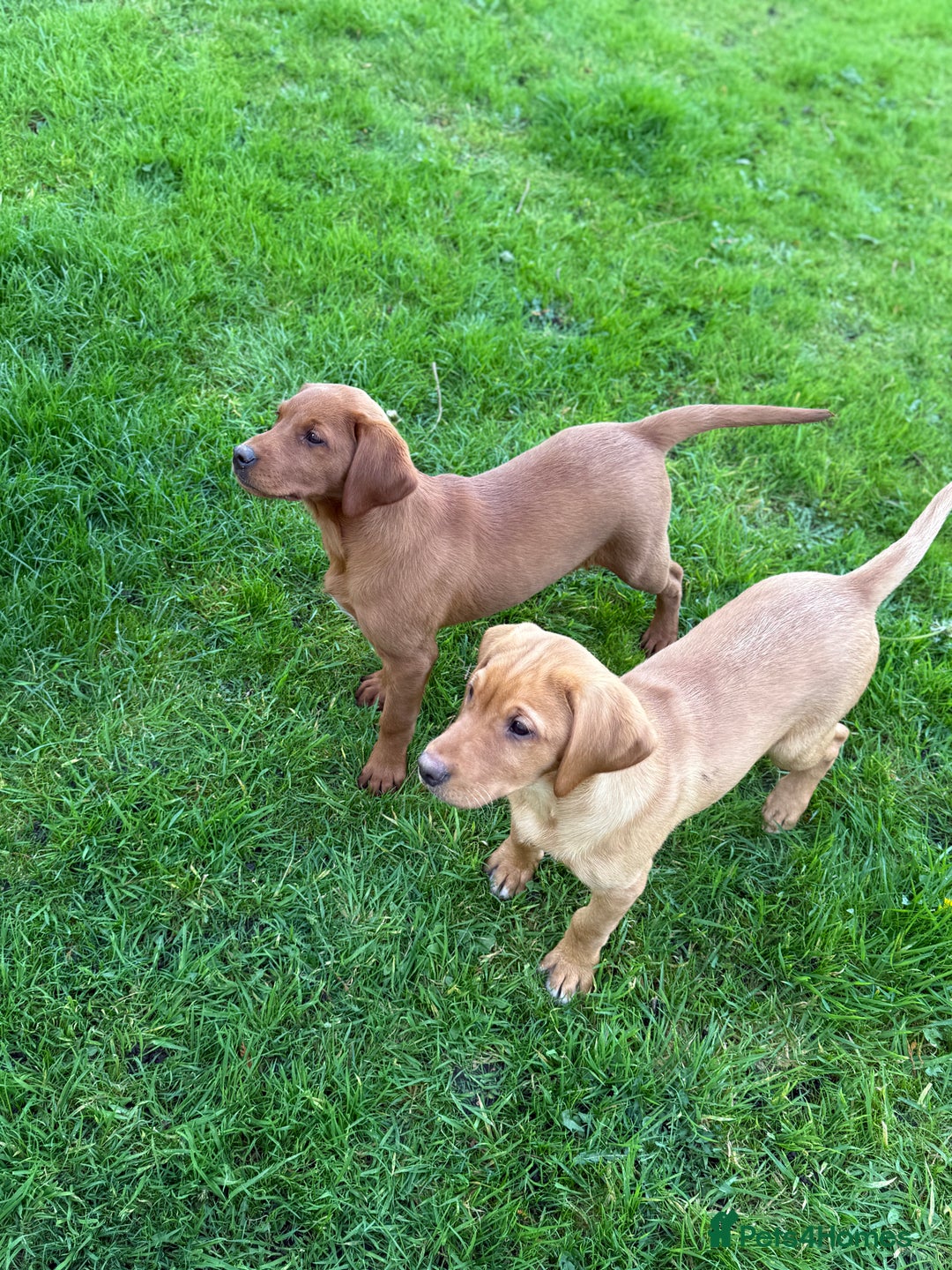 Labrador Retriever dogs for sale: Fox Red /  Mahogany Labradors  - Image 2