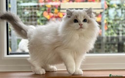 Ragdoll cats for sale: ❤️ Stunning girl ❤️ - Image 8