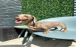 Miniature Dachshund dogs for sale: Kc reg Minature dachshund girl  - Image 2