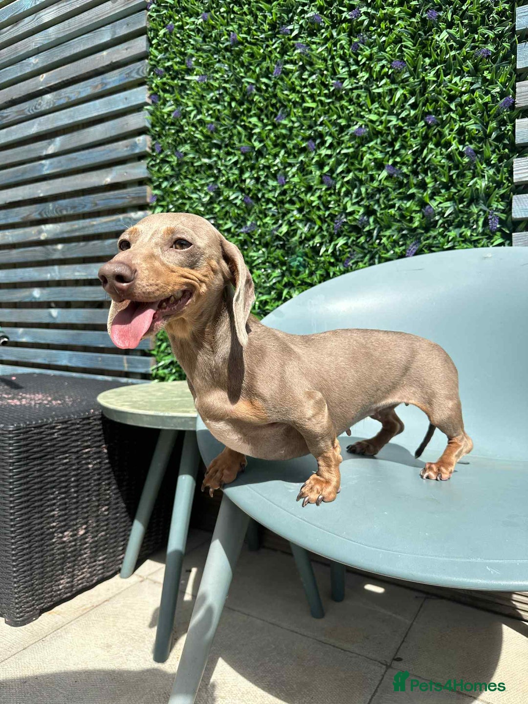 Miniature Dachshund dogs for sale: Kc reg Minature dachshund girl  - Image 2