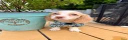 Miniature Dachshund dogs for sale: Piebald & Cream Longhairs  - Advert 12