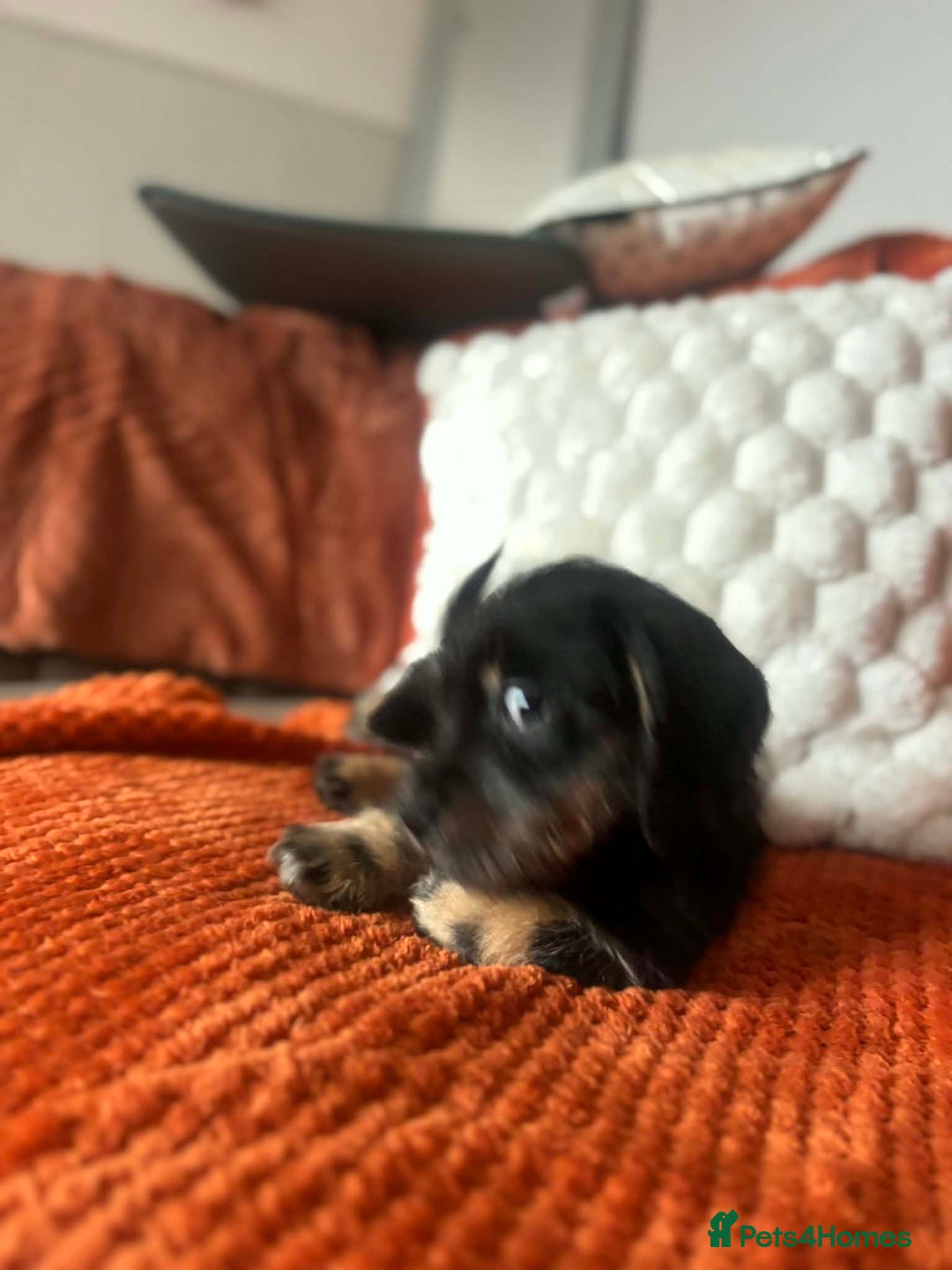 Mixed Breed dogs for sale: Dashi apso puppies  - Advert 5