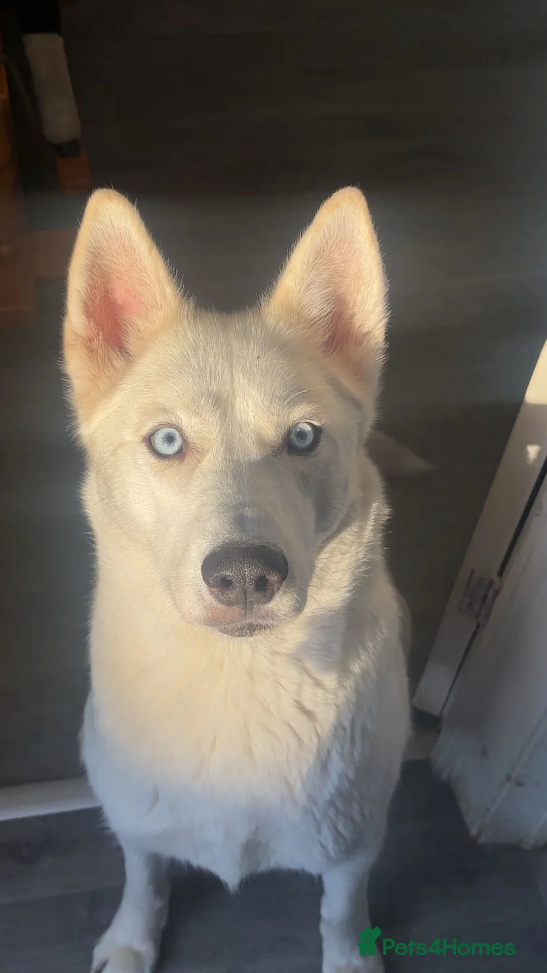 Shepsky dogs for sale: 5 beautiful shepskies - Advert 1