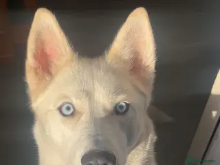 Shepsky dogs 5 beautiful shepskies - Advert 1