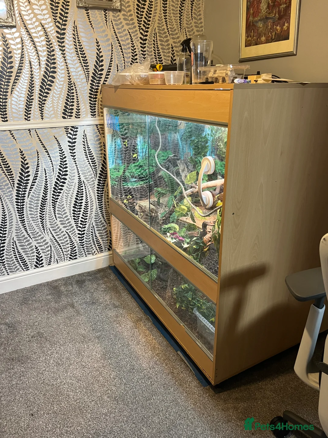 Dragon reptiles for sale: Chinese water dragon  in Reading - Advert 3