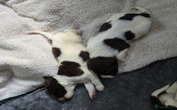 English Springer Spaniel dogs for sale: Stunning Pedigree Registered Pups - Image 12