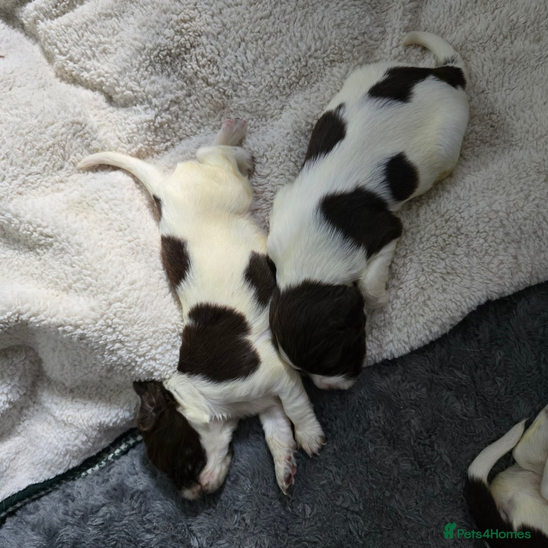 English Springer Spaniel dogs for sale: Stunning Pedigree Registered Pups - Image 12